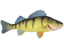 american yellow perch